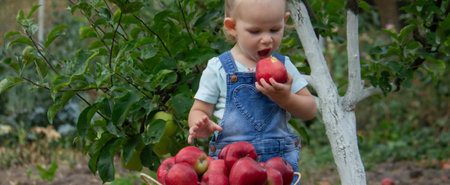 little girl in the garden with a basket of apples. Selective focus.