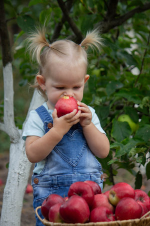 little girl in the garden with a basket of apples. Selective focus.の写真素材