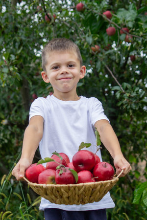 a boy in an apple garden with a basket of apples. Selective focus.の写真素材