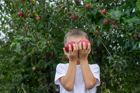 a boy in an apple garden with a basket of apples. Selective focus.