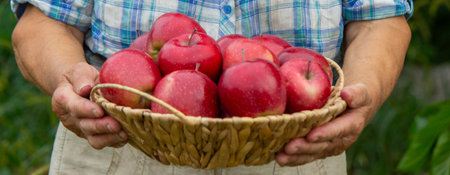 an elderly woman holds apples in the garden. Selective focus.