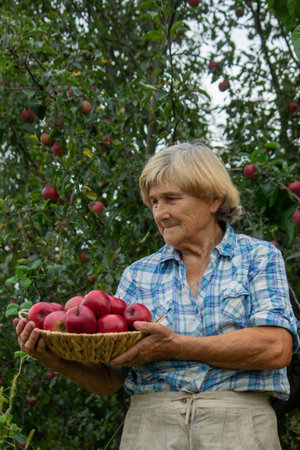 an elderly woman holds apples in the garden. Selective focus.の写真素材
