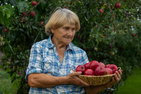 an elderly woman holds apples in the garden. Selective focus.の写真素材