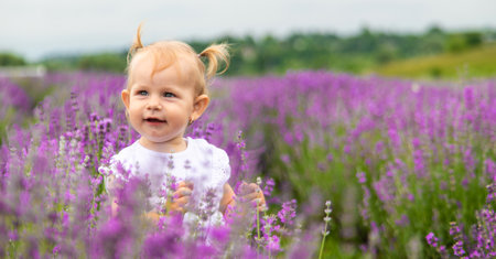 little beautiful girl in a white dress in a lavender field or garden, enjoying the aroma of lavender.の写真素材