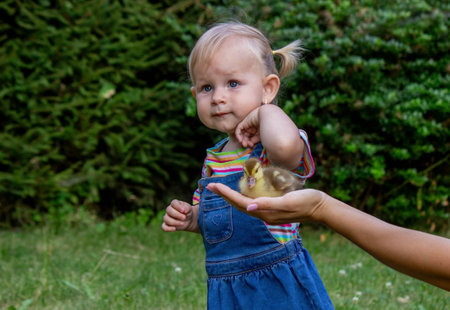 a small child plays with small ducklings. summer timeの写真素材