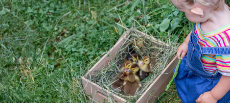 a small child plays with small ducklings. summer timeの写真素材