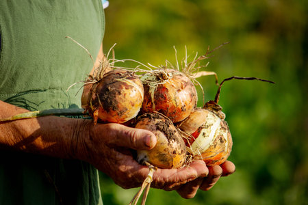 an aged woman holds onions in her hands close-up.の写真素材