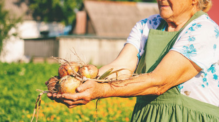 an aged woman holds an onion in her hands close-up.の写真素材