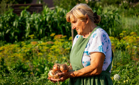 an aged woman holds an onion in her hands close-up.の写真素材