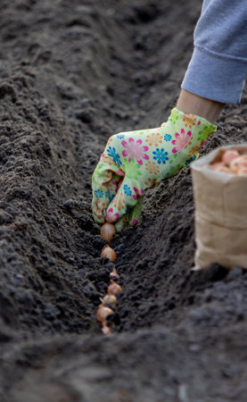 Woman planting autumn onions. Selective focusの写真素材