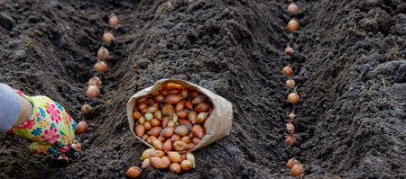 Woman planting autumn onions. Selective focusの写真素材