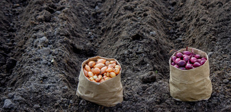 Woman planting autumn onions. Selective focusの写真素材