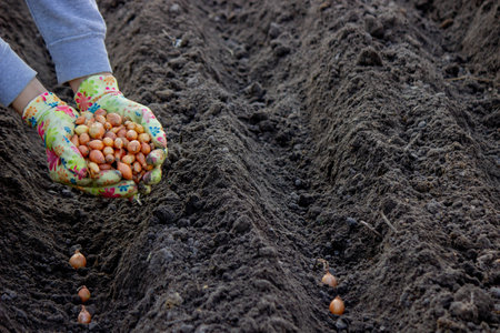 Woman planting autumn onions. Selective focusの写真素材