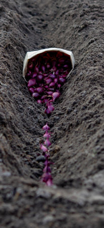 Woman planting autumn onions. Selective focusの写真素材