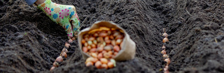 Woman planting autumn onions. Selective focus