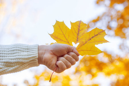 Autumn leaves heart on sky background. autumn gold.nature.の写真素材