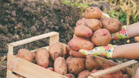 Woman farmer holding potatoes. harvest.の写真素材