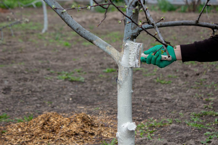 a man whitewashes trees in the garden in spring. Selective focus.