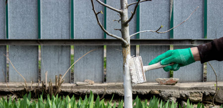 A person whitewashes trees in the garden in spring. Selective focus.
