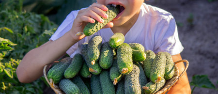 little boy with a basket of cucumbers in his hands. Selective focus.の写真素材