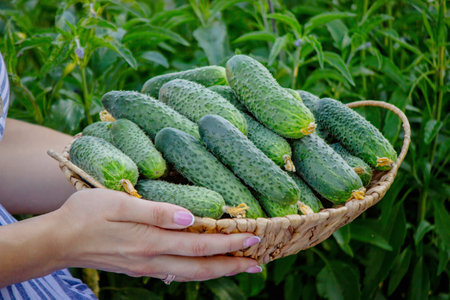 Female farmer picking cucumbers in greenhouse. Selective focus.の写真素材