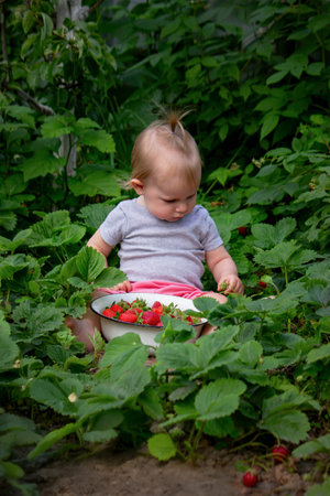 little girl eating strawberries in the gardenの写真素材