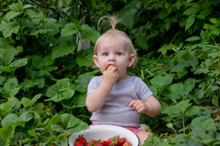 little girl eating strawberries in the gardenの写真素材