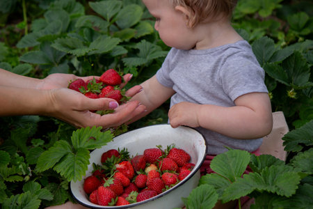little girl eating strawberries in the gardenの写真素材