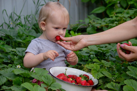 little girl eating strawberries in the gardenの写真素材
