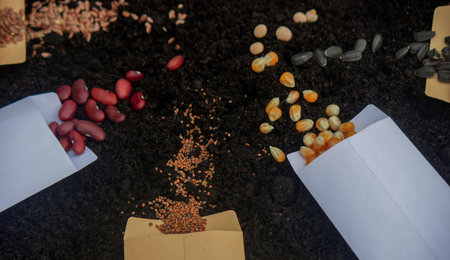 Seed Planting: A Variety of Crops for Future Harvest. Selective focus.の写真素材