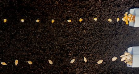 Seed Planting: A Variety of Crops for Future Harvest. Selective focus.