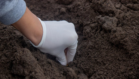 Onion Planting: Manual Work for a Future Harvest. Selective focus.