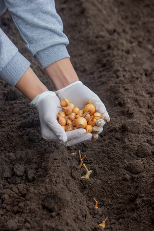 Onion Planting: Manual Work for a Future Harvest. Selective focus.の写真素材