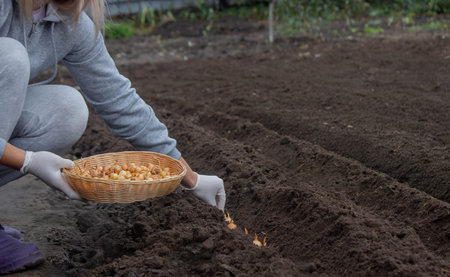 Onion Planting: Manual Work for a Future Harvest. Selective focus.の写真素材
