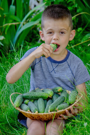 Boy eating a fresh cucumber from a basket in the garden.の写真素材
