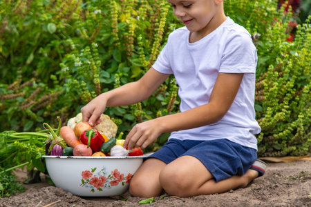 Child with a bowl of fresh vegetables in the garden.の写真素材