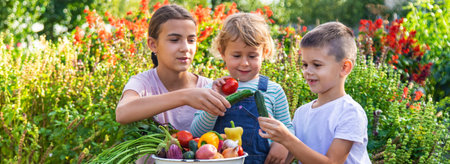 Children with a bowl of vegetables in the garden family harvest gathering.の写真素材