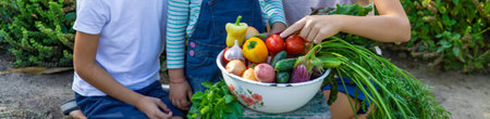 Children with a bowl of vegetables in the garden family harvest gathering.の写真素材