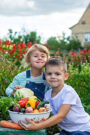 Children with a bowl of vegetables in the garden family harvest gathering. Selective focus.の写真素材