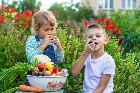 Children with a bowl of vegetables in the garden family harvest gathering. Selective focus.の写真素材