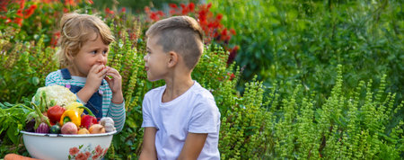 Children with a bowl of vegetables in the garden family harvest gathering. Selective focus.の写真素材