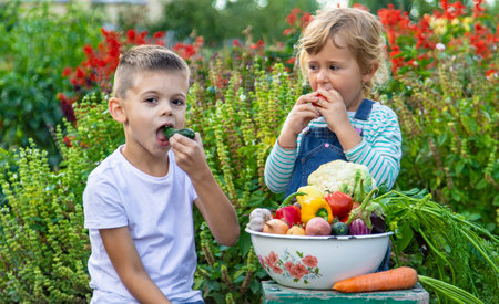 Children with a bowl of vegetables in the garden family harvest gathering. Selective focus.の写真素材