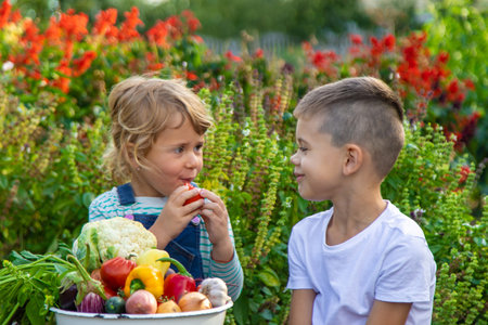 Children with a bowl of vegetables in the garden family harvest gathering. Selective focus.の写真素材