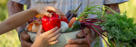 Child helping with harvest in the garden, fresh organic vegetables.の写真素材