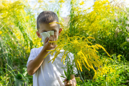 Child Sneezing Outdoors Near Goldenrod Plants, Seasonal Allergy Concept.の写真素材