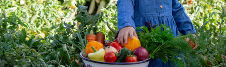 Little Girl Harvesting Fresh Vegetables in the Garden.の写真素材