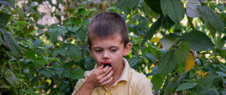 Boy with a bowl of fresh blackberries in the garden. Selective focus.