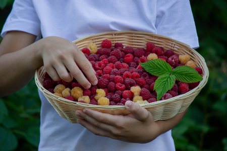 Boy Holding Fresh Raspberries Summer Harvest and Healthy Eating.の写真素材