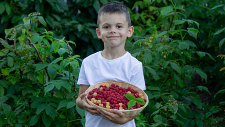 Boy Holding Fresh Raspberries Summer Harvest and Healthy Eating.の写真素材