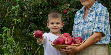 Generations of Harvest Grandmother and Grandson with Fresh Apples.の写真素材
